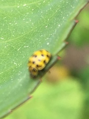 Psyllobora vigintiduopunctata