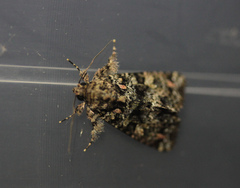Callopistria latreillei