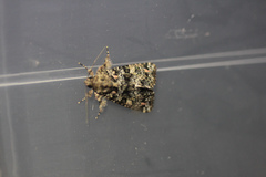 Callopistria latreillei