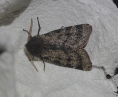 Canararctia rufescens