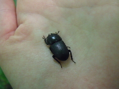 Dorcus parallelipipedus