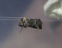 Abrostola canariensis