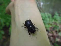 Dorcus parallelipipedus