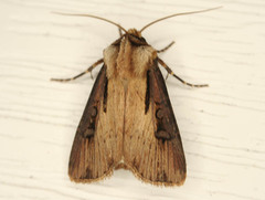 Agrotis volubilis
