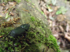 Dorcus parallelipipedus