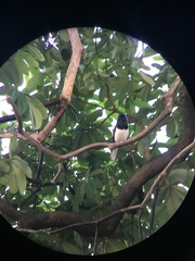 Copsychus saularis