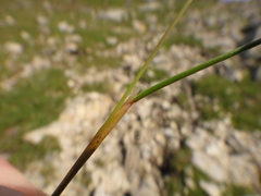 Festuca quadriflora