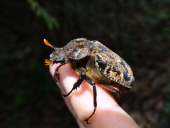 Inca bonplandi