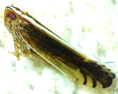 Stenocranus vittatus