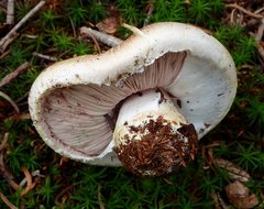 Agaricus moronii