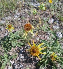 Tetragonotheca texana