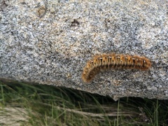 Lasiocampa quercus