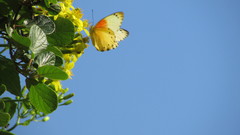 Belenois thysa thysa