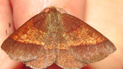 Metarranthis obfirmaria