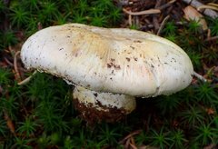 Agaricus moronii