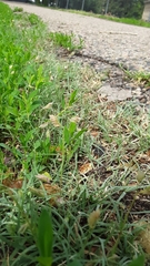 Bouteloua dactyloides