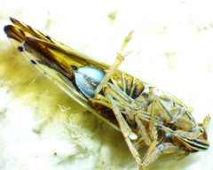 Stenocranus vittatus