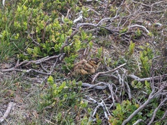 Lagopus lagopus scotica