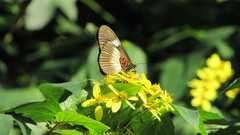 Acraea aganice aganice