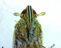 Stenocranus vittatus