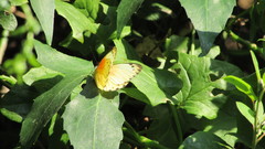 Belenois thysa thysa