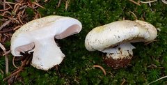 Agaricus moronii