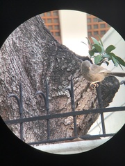 Argya affinis
