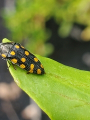 Acmaeodera xanthosticta