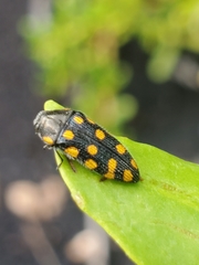 Acmaeodera xanthosticta