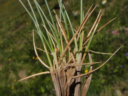 Image of Festuca varia by (c) Christian Berg, some rights reserved (CC BY)