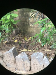 Pycnonotus cafer