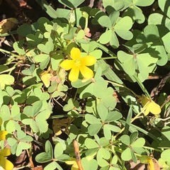 Oxalis rubens
