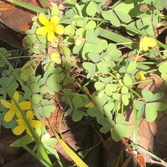 Oxalis rubens