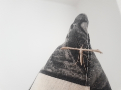 Emmelina monodactyla