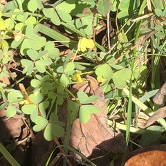 Oxalis rubens