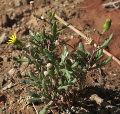 Senecio carnosulus