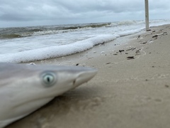 Carcharhinus limbatus