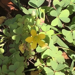 Oxalis rubens