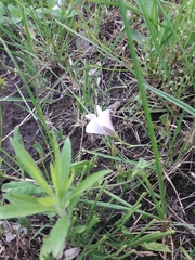 Convolvulus arvensis