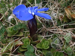 Gentiana brachyphylla
