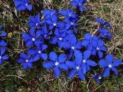 Gentiana brachyphylla