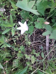 Convolvulus arvensis