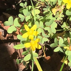 Oxalis rubens