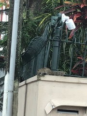Funambulus palmarum