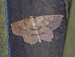 Euchlaena amoenaria