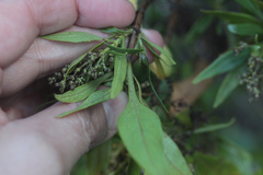 Phyllis viscosa, photograph Tero Linjama, CC0, iNaturalist via GBIF