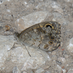 Lasiommata