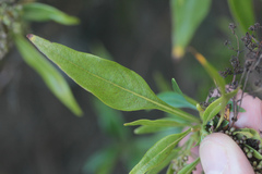 Phyllis viscosa, photograph Tero Linjama, CC0, iNaturalist via GBIF