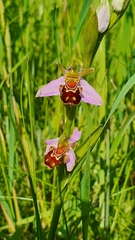 Ophrys apifera