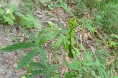 Hibiscus hispidissimus